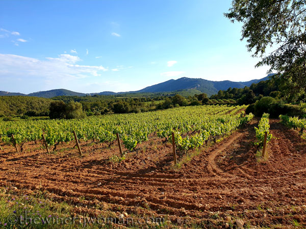 Vineyard_walk7_5.25.19_TWW