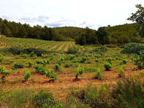 Vineyard_walk7_5.29.19_TWW