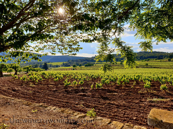 Vineyard_walk8_5.25.19_TWW