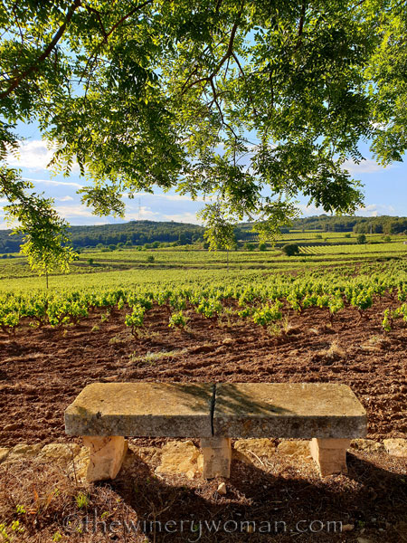 Vineyard_walk9_5.25.19_TWW