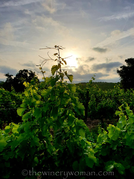 Vineyard_Walk_6.25.19_TWW