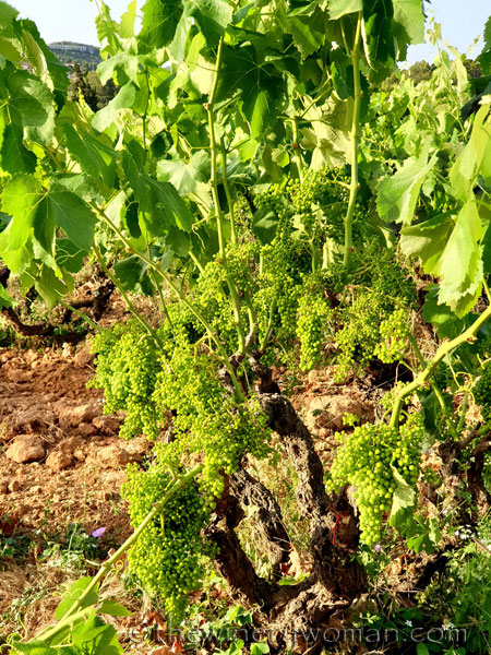 Walk_in_the_vineyard10_6.26.19_TWW