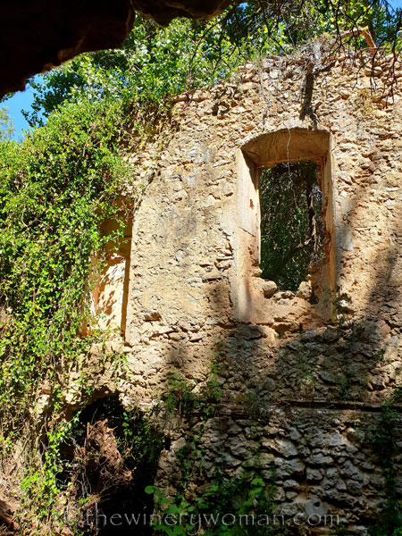 Walk_in_the_vineyard14_6.15.19_TWW