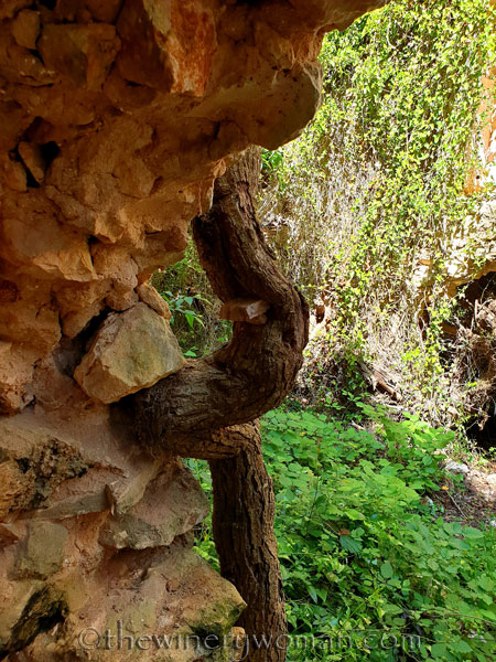 Walk_in_the_vineyard15_6.15.19_TWW