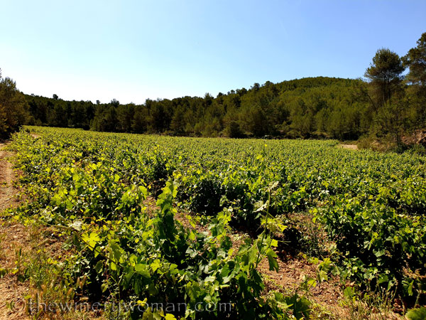 Walk_in_the_vineyard16_6.15.19_TWW
