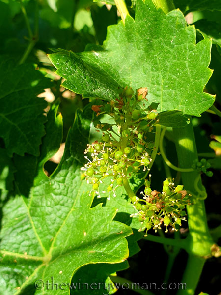 Walk_in_the_vineyard18_6.15.19_TWW