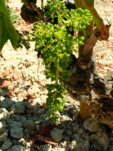 Walk_in_the_vineyard20_6.15.19_TWW