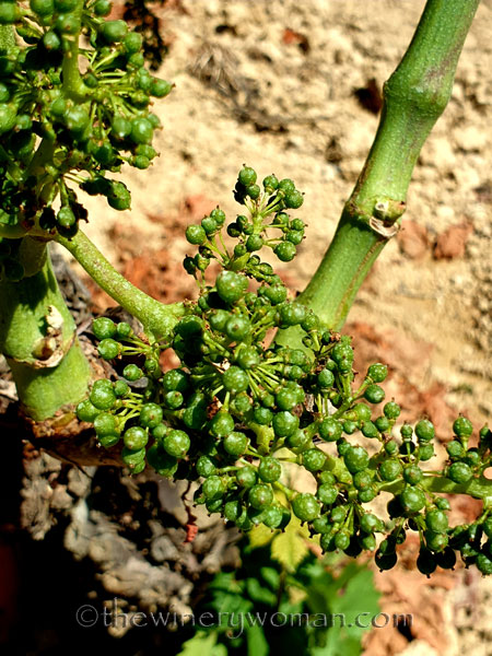 Walk_in_the_vineyard21_6.15.19_TWW