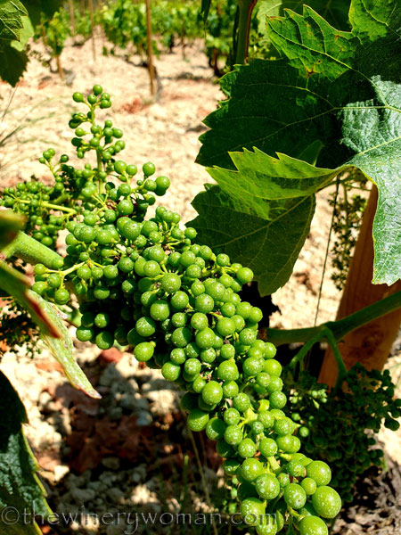 Walk_in_the_vineyard22_6.15.19_TWW