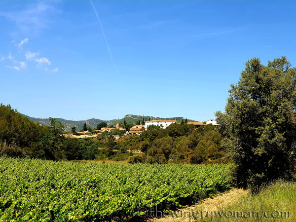 Walk_in_the_vineyard23_6.15.19_TWW
