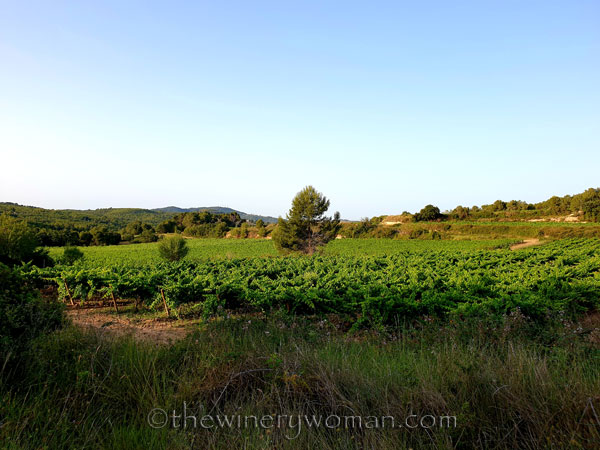 Walk_in_the_vineyard2_6.26.19_TWW