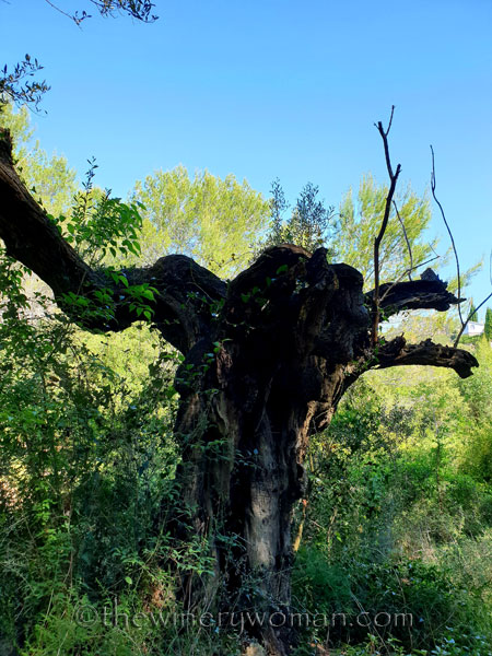 Walk_in_the_vineyard3_6.15.19_TWW