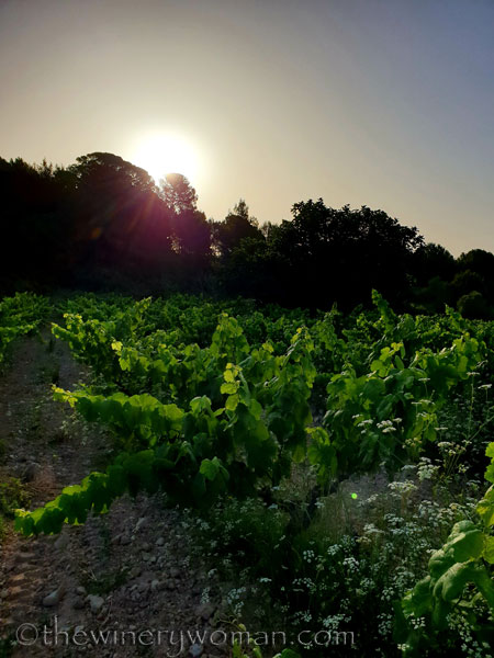 Walk_in_the_vineyard3_6.26.19_TWW