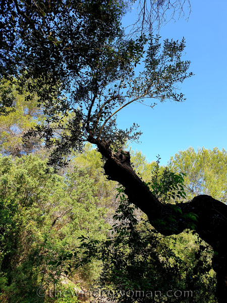 Walk_in_the_vineyard4_6.15.19_TWW