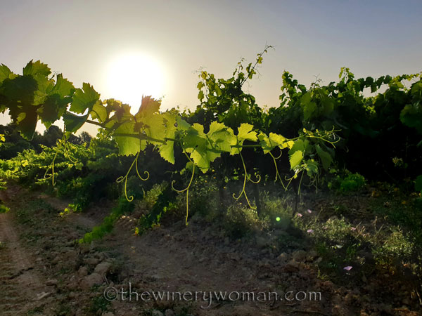 Walk_in_the_vineyard4_6.26.19_TWW
