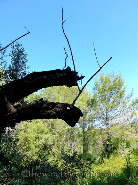 Walk_in_the_vineyard5_6.15.19_TWW