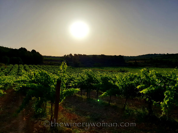 Walk_in_the_vineyard5_6.26.19_TWW