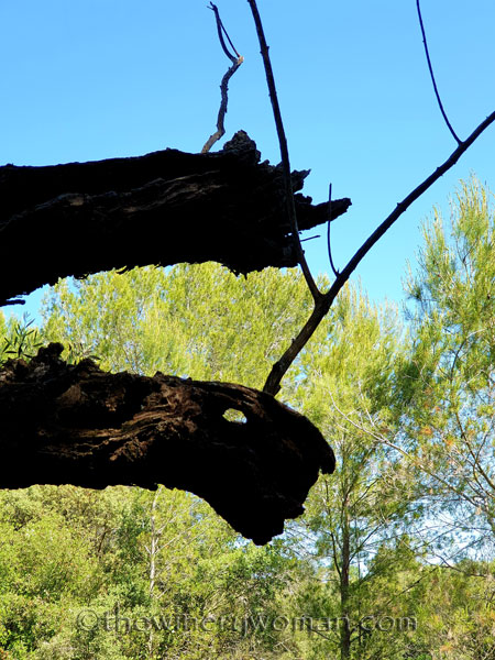 Walk_in_the_vineyard6_6.15.19_TWW