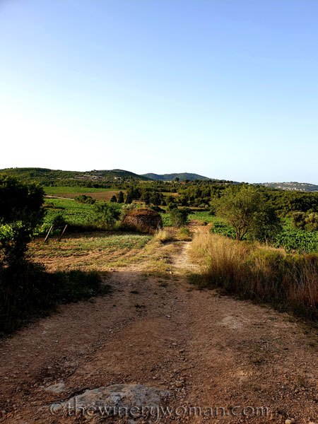 Walk_in_the_vineyard6_6.26.19_TWW