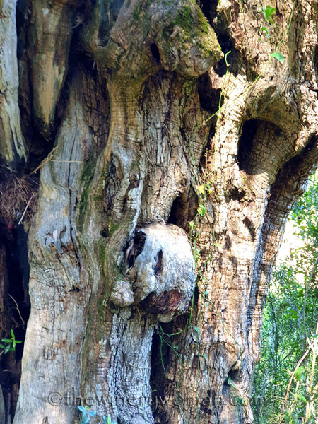 Walk_in_the_vineyard7_6.15.19_TWW