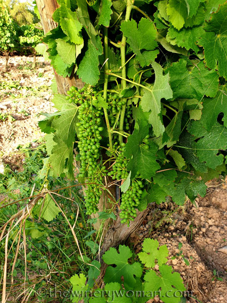 Walk_in_the_vineyard7_6.26.19_TWW