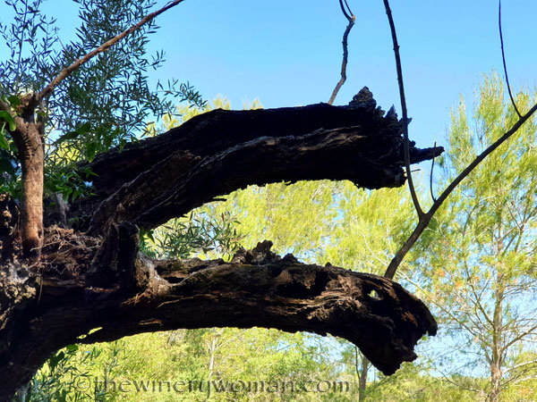 Walk_in_the_vineyard8_6.15.19_TWW