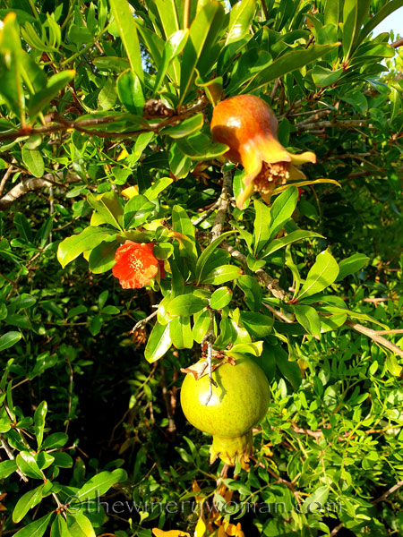 Walk_in_the_vineyard8_6.26.19_TWW