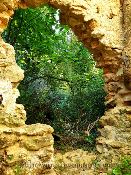 Walk_in_the_vineyard9_6.15.19_TWW