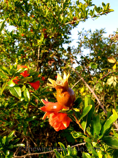Walk_in_the_vineyard9_6.26.19_TWW