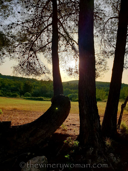 Walk_in_the_vineyard_6.26.19_TWW