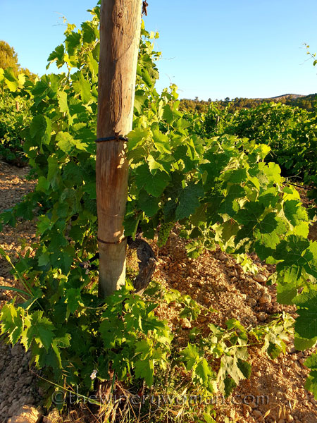 Grapes13_7.13.19_TWW