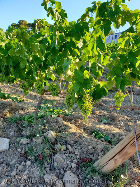 Grapes15_7.13.19_TWW