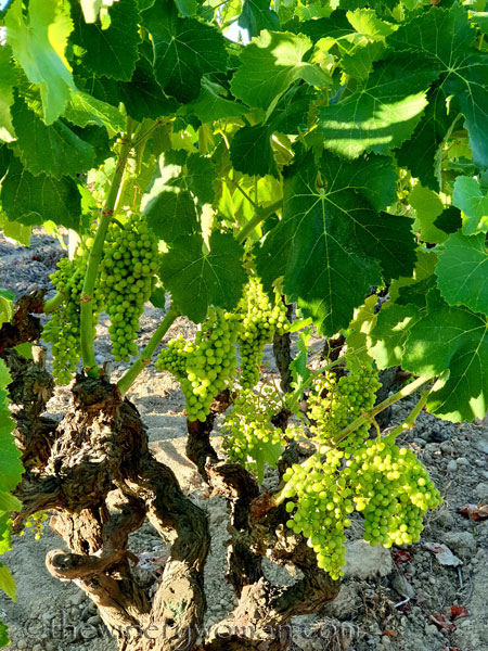 Grapes19_7.13.19_TWW