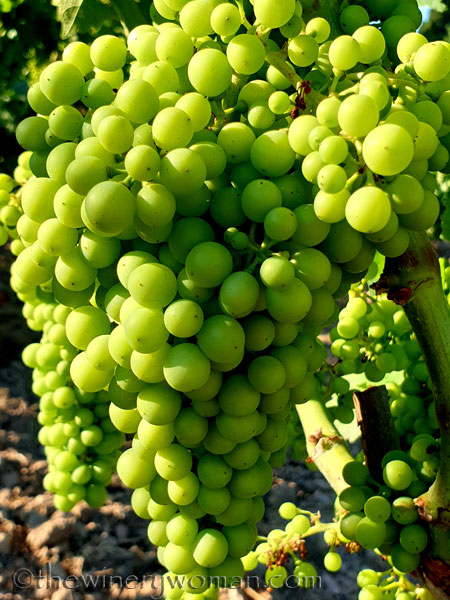 Grapes28_7.13.19_TWW