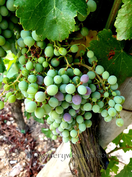 Grapes_Viladellops2_7.30.19_TWW