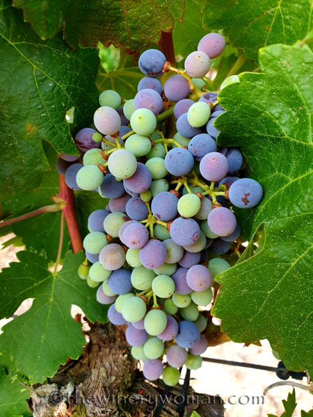 Grapes_Viladellops4_7.30.19_TWW