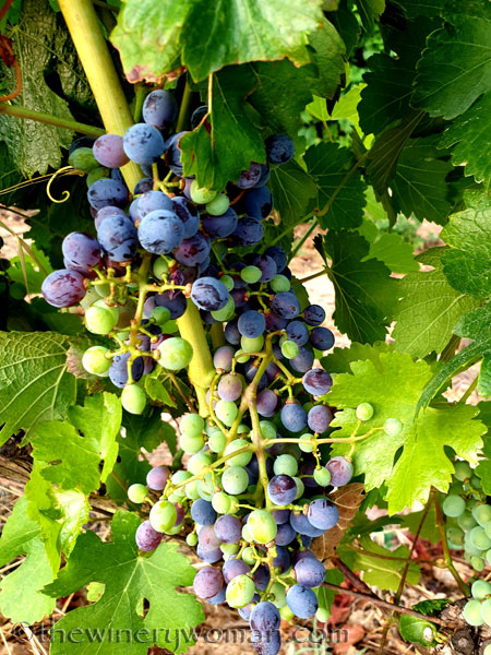 Grapes_Viladellops6_7.30.19_TWW