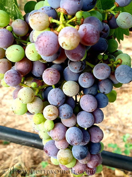 Grapes_Viladellops7_7.30.19_TWW