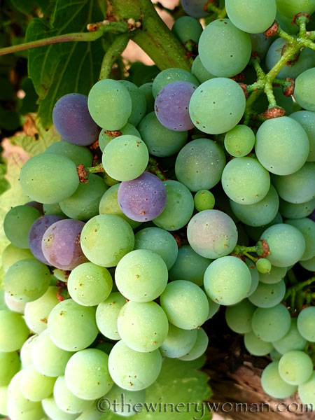 Grapes_Viladellops8_7.30.19_TWW