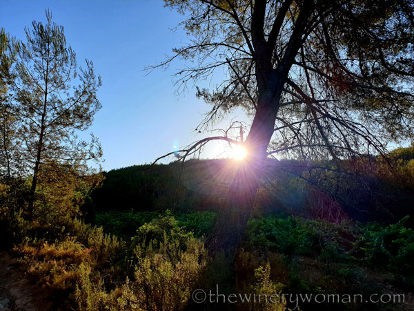 Morning_Walk12_7.10.19_TWW