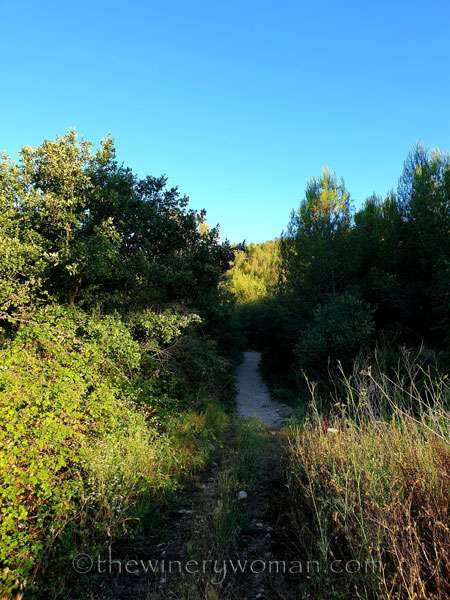 Morning_Walk15_7.10.19_TWW