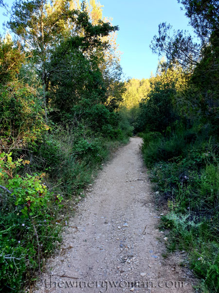 Morning_Walk18_7.10.19_TWW