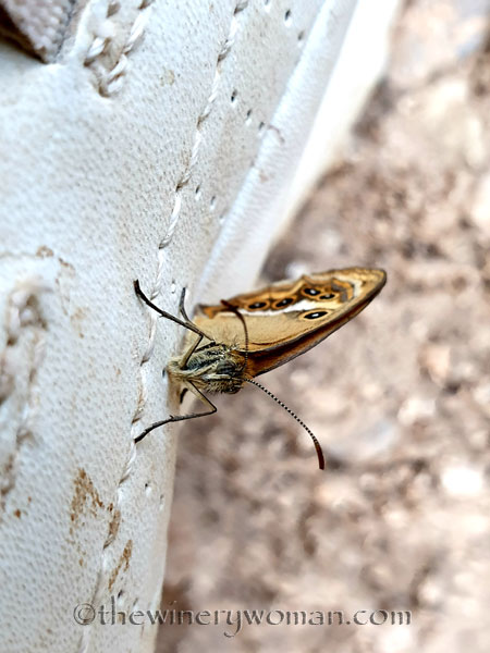 Morning_Walk19_7.10.19_TWW