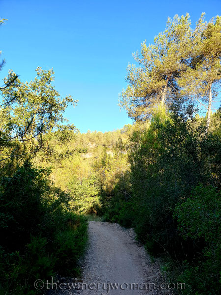 Morning_Walk20_7.10.19_TWW