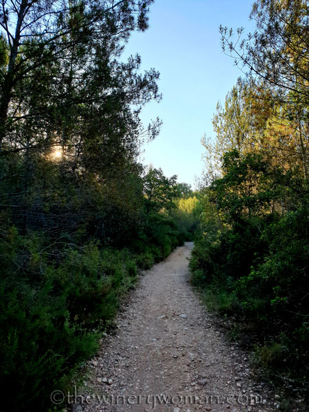 Morning_Walk21_7.10.19_TWW