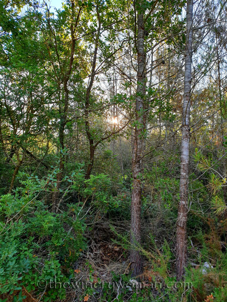 Morning_Walk23_7.10.19_TWW