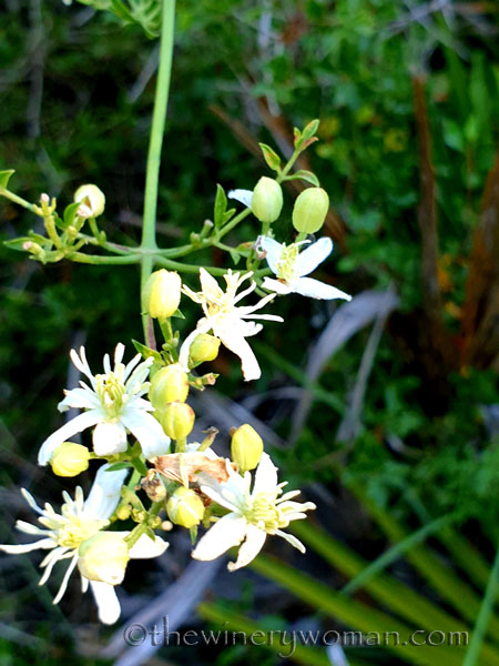 Morning_Walk24_7.10.19_TWW