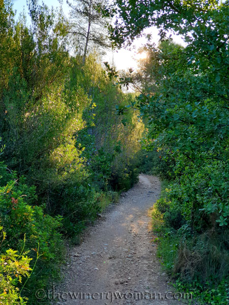 Morning_Walk25_7.10.19_TWW