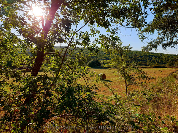 Morning_Walk26_7.10.19_TWW