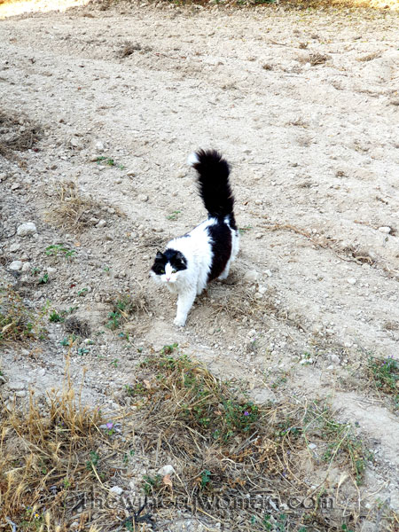 Morning_Walk27_7.10.19_TWW